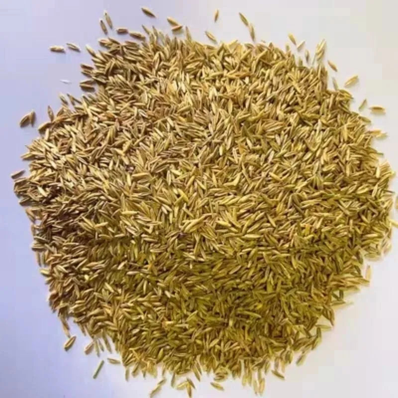 Carpet Grass Seed Garden Manage